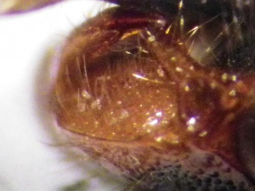 Nomada zonata